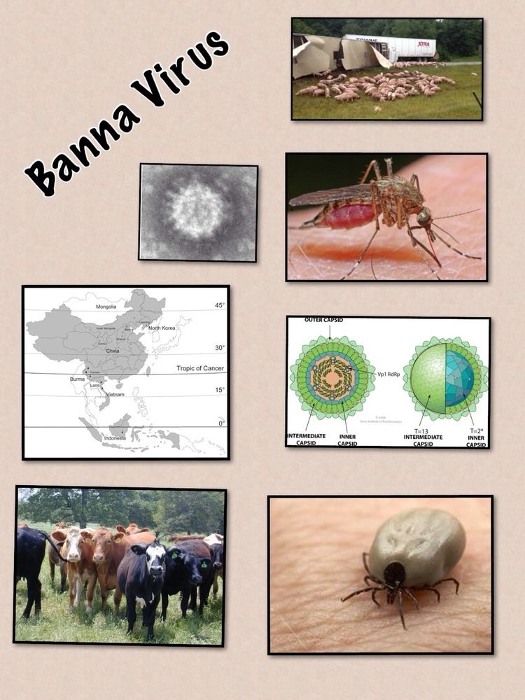Banna virus Banna Virus ThingLink