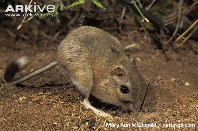 Banner-tailed kangaroo rat Bannertailed kangaroo rat photo Dipodomys spectabilis G104144