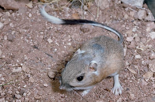 Banner-tailed kangaroo rat Dipodomys spectabilis Bannertailed Kangaroo Rat Discover Life