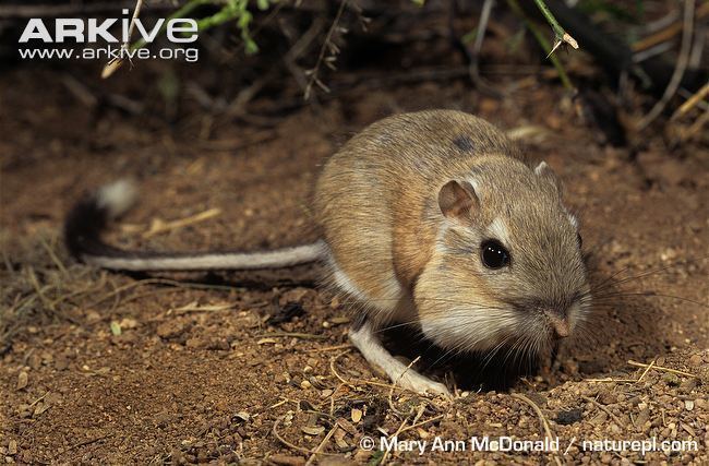 Banner-tailed kangaroo rat Bannertailed kangaroo rat videos photos and facts Dipodomys