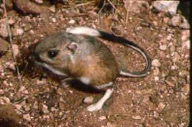 Banner-tailed kangaroo rat Dipodomys spectabilis Bannertailed kangaroo rat 92BP890 Kentucky