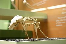 Banner-tailed kangaroo rat httpsuploadwikimediaorgwikipediacommonsthu