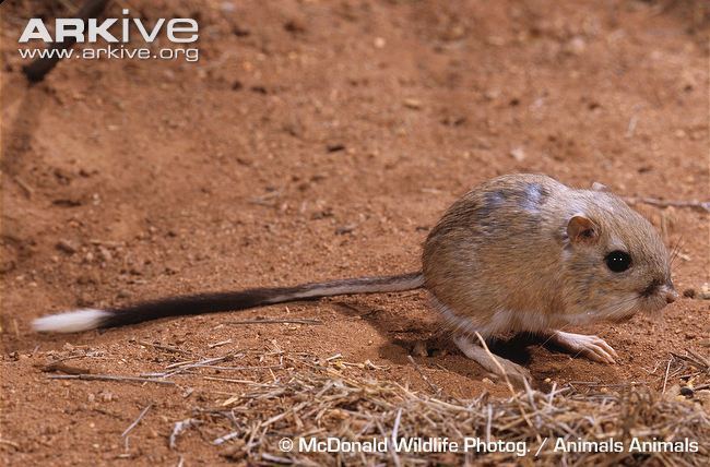 Banner-tailed kangaroo rat Bannertailed kangaroo rat photo Dipodomys spectabilis G107697