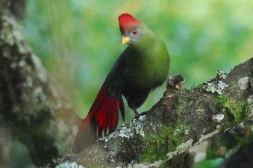Bannerman's turaco Surfbirds Online Photo Gallery Search Results