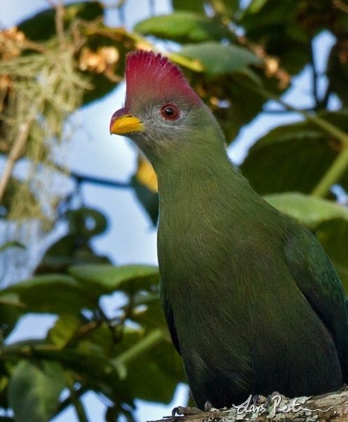 Bannerman's turaco Bannerman39s Turaco Cameroon Bird images from foreign trips My