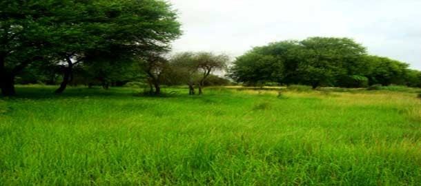 Banni Grasslands Reserve Banni Grasslands Reserve Bhuj Gujarat Tourism Wildlife