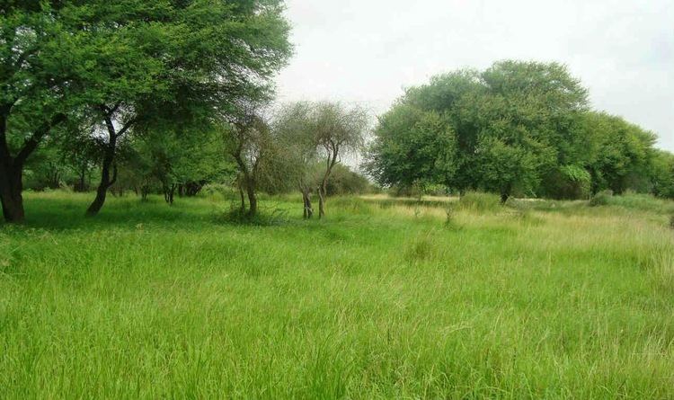 Banni Grasslands Reserve Haunted India Chir Batti in Banni grasslands Rann of Kutch Gujrat