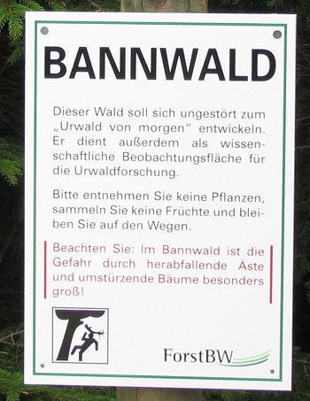 Bannwald 100 Jahre Bannwald am Ruhestein Schwarzwald Aktuell