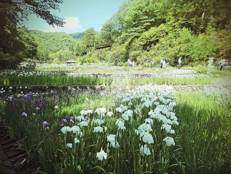 Banshu Yamasaki Iris Garden