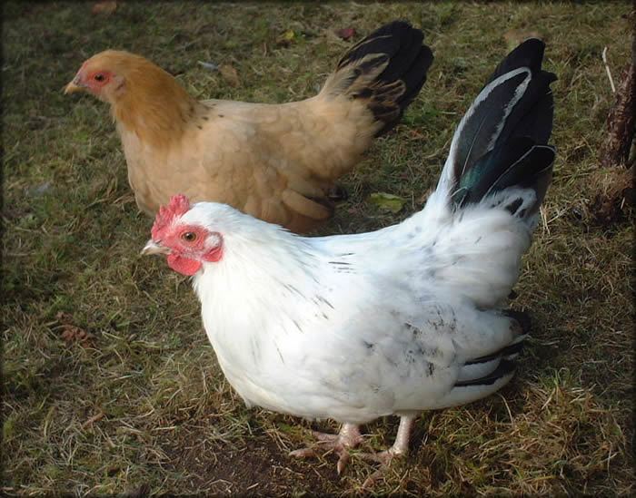 Bantam (poultry) The Poultry Guide Bantam Chickens