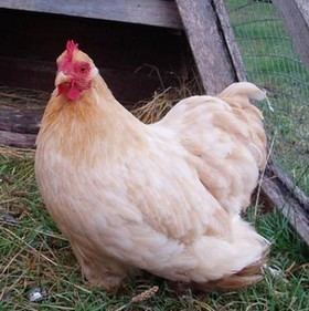 Bantam (poultry) Bantam Chickens Breeds Diseases and How to Care for Bantams