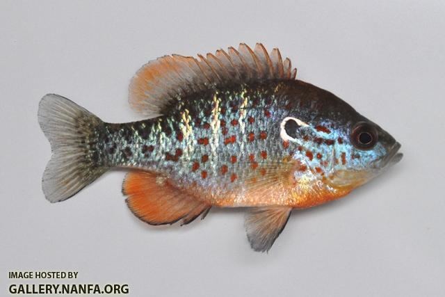 Bantam sunfish Native Fish Care Sheets New to Native Fishes NANFA Forum