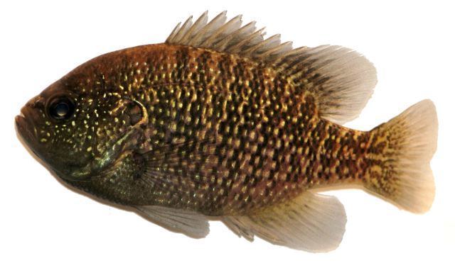 Bantam sunfish NEW Species Available Zimmerman39s Captive Raised Native Fish