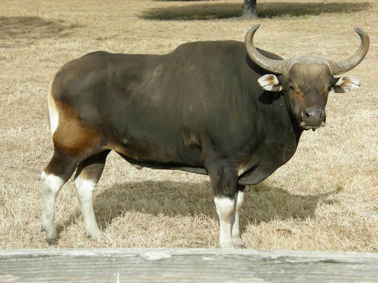 Banteng banteng ZooChat