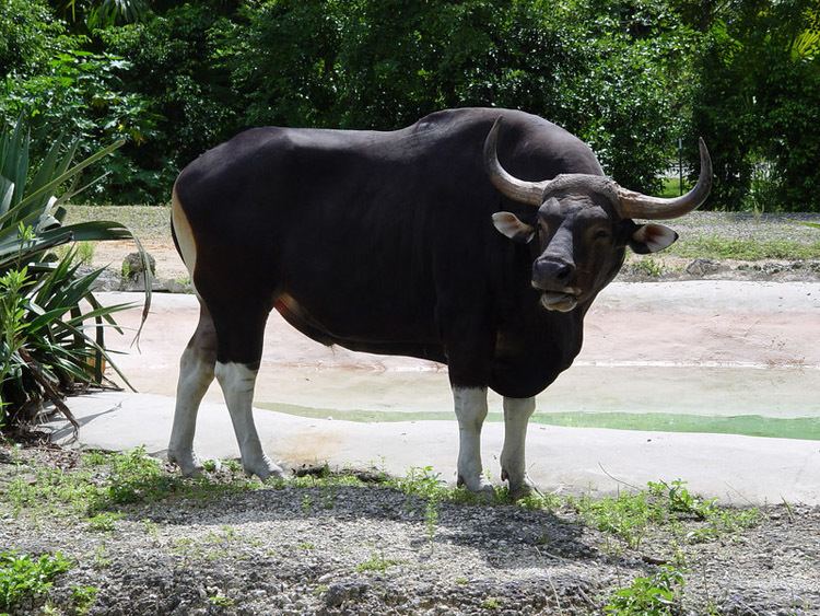 Banteng Asian Water Buffalo v Banteng