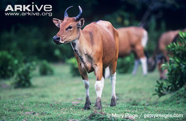 Banteng Banteng videos photos and facts Bos javanicus ARKive