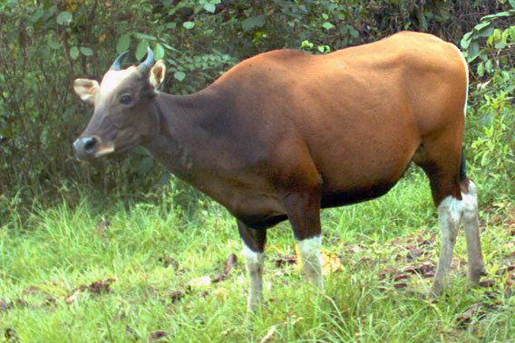 Banteng Forgotten species the wild jungle cattle called banteng