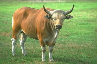 Banteng Banteng