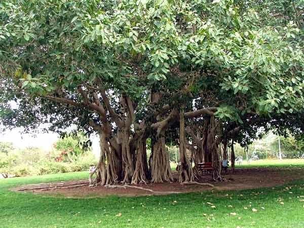 Banyan National Tree Of India Indian National Tree The Banyan Tree