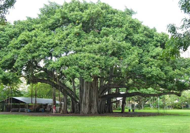 Banyan Banyan Trees NewBuddhist