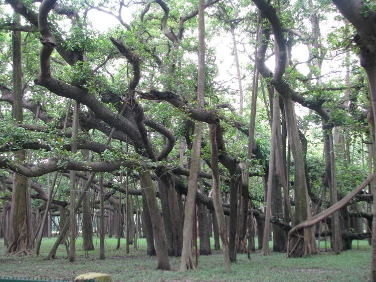 Banyan 1000 images about Banyan trees on Pinterest Trees Cambodia and