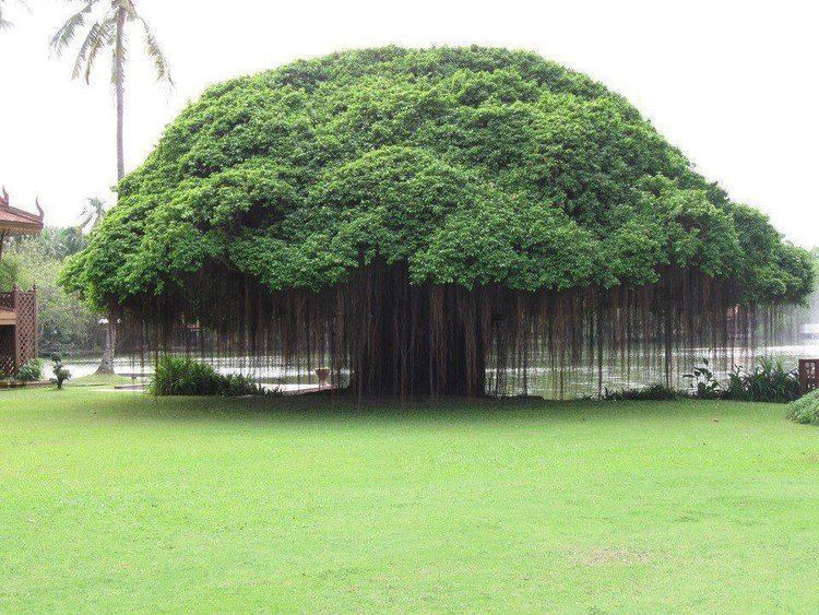 Banyan Banyan Tree pics