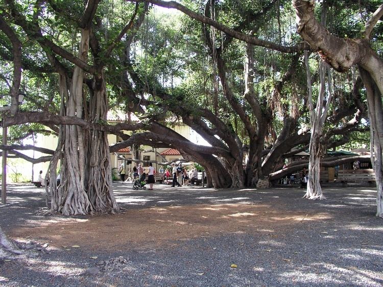 Banyan tree in Lahaina Banyan tree in Lahaina HI CruiseBecom your ultimate cruise planner