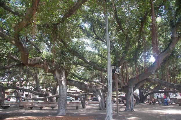 Banyan tree in Lahaina Lahaina39s banyan tree a treat to visitors Hawaii Insider