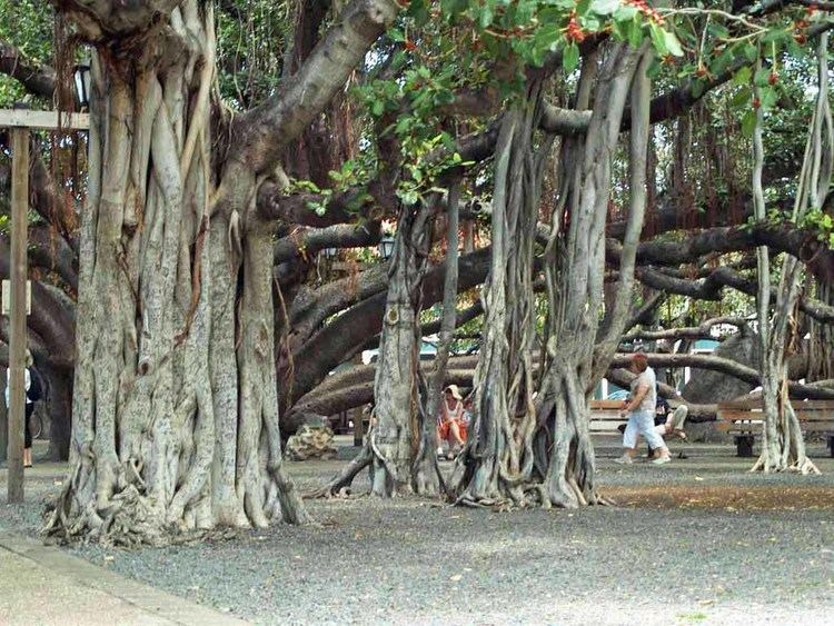 Banyan tree in Lahaina Maui39s History is in the Trees Valley Isle Excursions