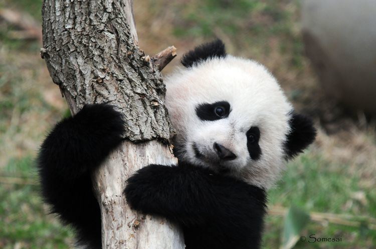 Bao Bao 1000 images about Tai Shan39s Sister Baby BaoBao on Pinterest
