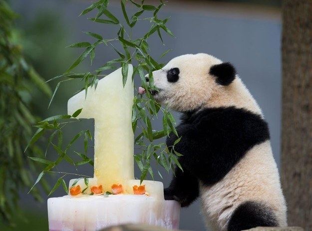 Bao Bao 15 Ridiculously Adorable Pictures Of Bao Bao The Panda Celebrating