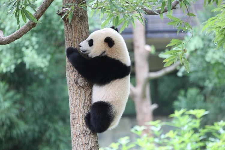 Bao Bao Giant Panda Bao Bao Moving to China Next Year Smithsonian39s