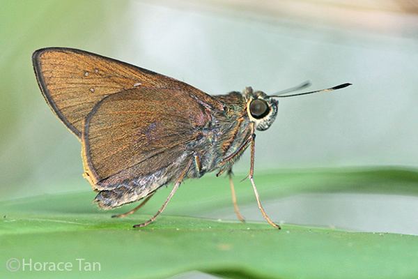 Baoris farri Butterflies of Singapore Life History of the Bamboo Paintbrush Swift