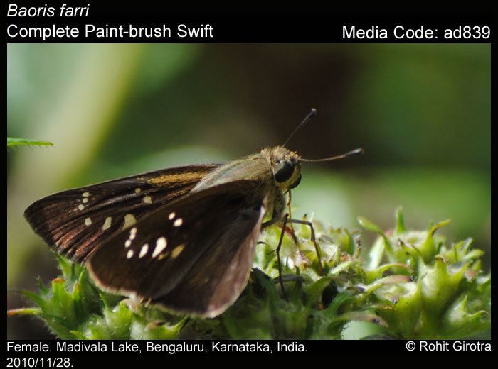 Baoris farri Baoris farri Complete Paintbrush Swift Butterflies of India