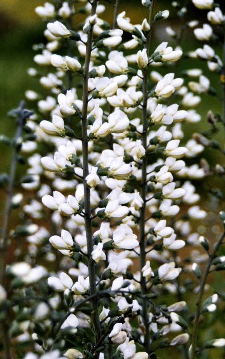 Baptisia alba Baptisa alba Wild White Indigo Seed amp Plant Baptisia leucantha