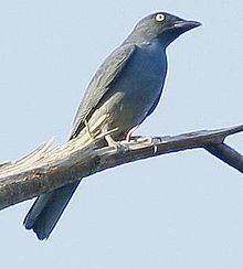 Bar-bellied cuckooshrike httpsuploadwikimediaorgwikipediacommonsthu