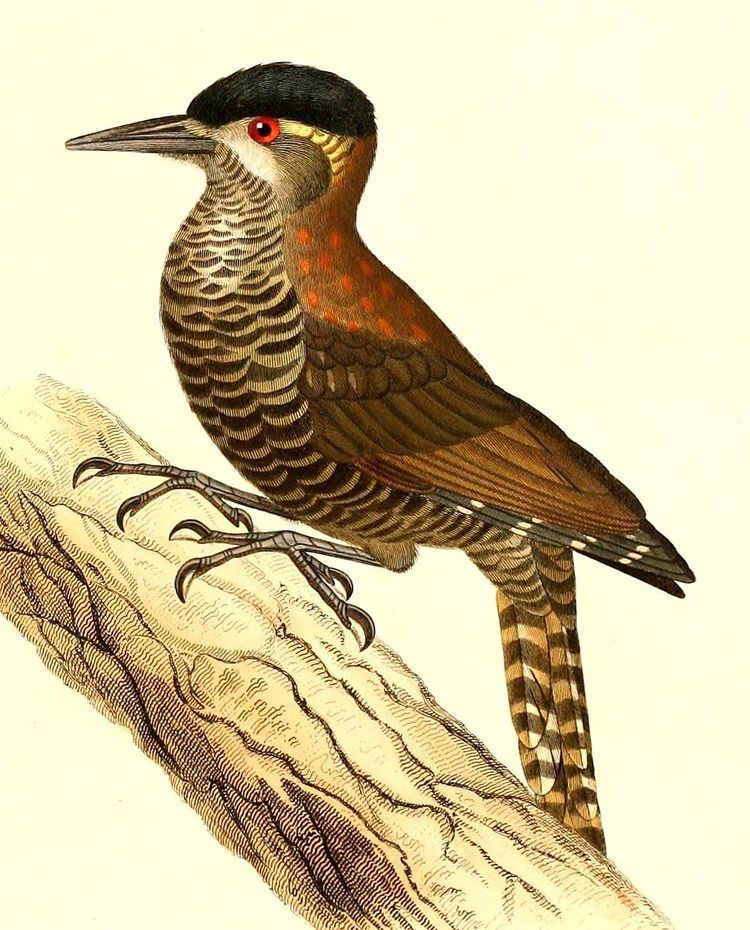 Bar-bellied woodpecker