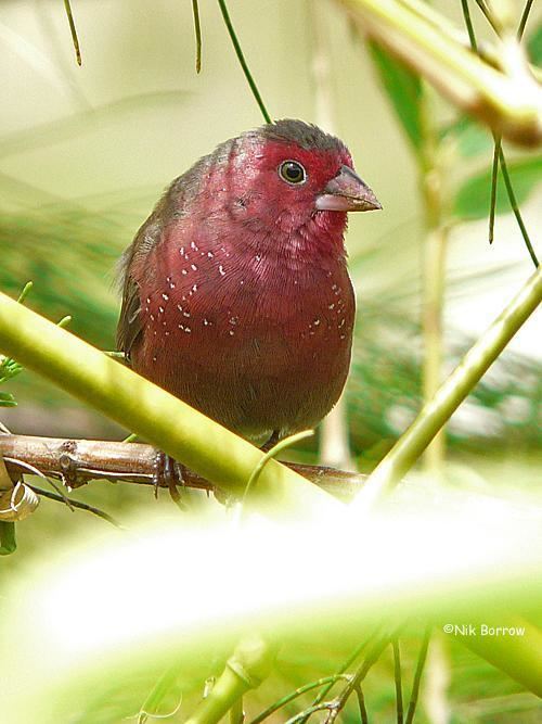 Bar-breasted firefinch Barbreasted Firefinch Lagonosticta rufopicta videos photos and