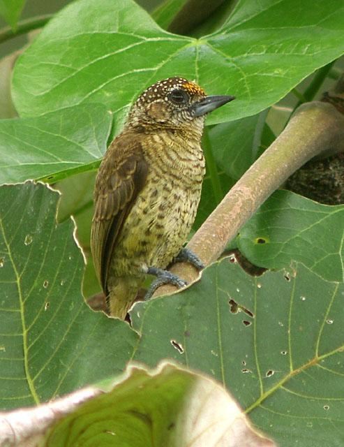 Bar-breasted piculet wwwhbwcomsitesdefaultfilesstylesibc1kpubl
