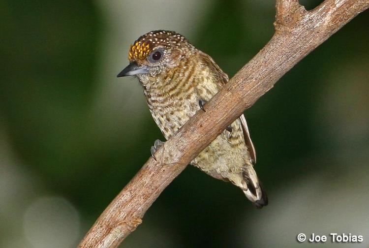 Bar-breasted piculet Barbreasted Piculet Picumnus aurifrons videos photos and sound