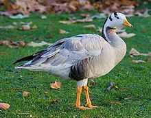 Bar-headed goose httpsuploadwikimediaorgwikipediacommonsthu