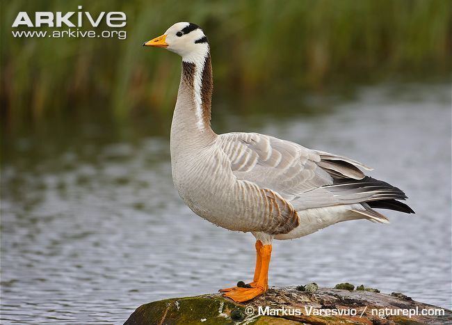 Bar-headed goose Barheaded goose videos photos and facts Anser indicus ARKive
