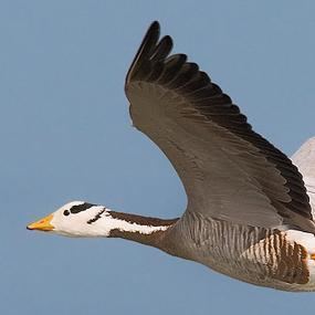 Bar-headed goose Researching Highflying Barheaded Geese BirdNote