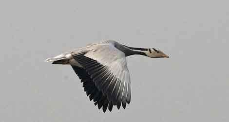 Bar-headed goose The Goose That Flies Over the Himalayas Science Smithsonian