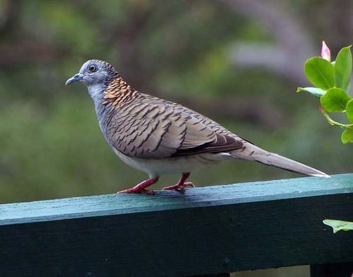 Bar shouldered dove - Alchetron, The Free Social Encyclopedia