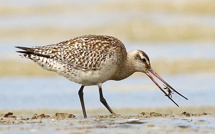 Bar-tailed godwit Bartailed godwit New Zealand Birds Online