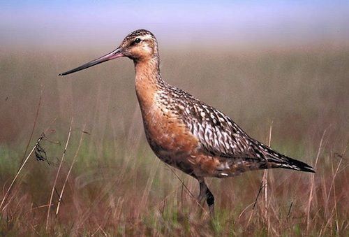 Bar-tailed godwit World record nonstop flight for the BarTailed Godwit