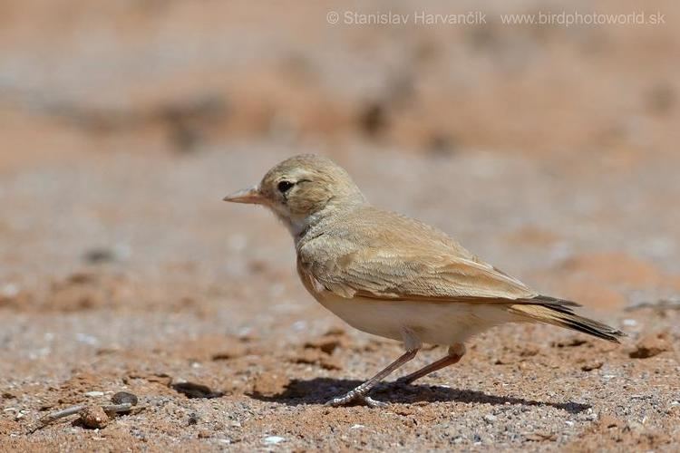 Bar-tailed lark Bartailed Lark Ammomanes cinctura videos photos and sound