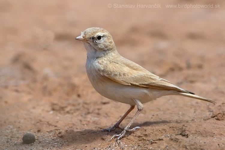 Bar-tailed lark Bartailed Lark Ammomanes cinctura videos photos and sound