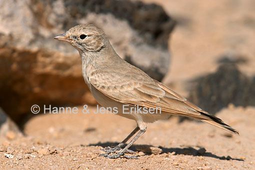 Bar-tailed lark Bartailed Lark Ammomanes cinctura